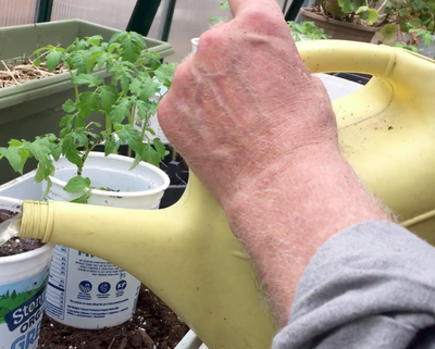 Welcome to the greenhouse and repotting tomato plants with Organic Gardener John Henry Cox.