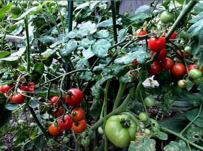 Tomato Season and summer-inspired recipes!